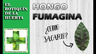 FUMAGINA Y SOLUCIÓN DE LIMONENO [upl. by Coben925]