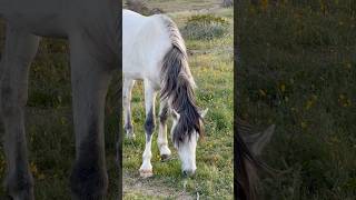 Wild Grey Mustang horsevideo majestichorses wildhorses horselife equestrian equestrianlife [upl. by Vaios]