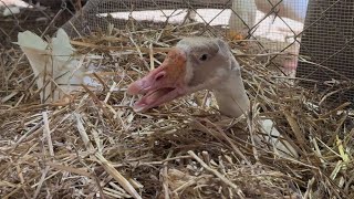 Broody Goose Builds A Nest On This Farm Animal Sanctuary Vlog W Chickens Geese Emus Cats amp More [upl. by Lehcsreh]