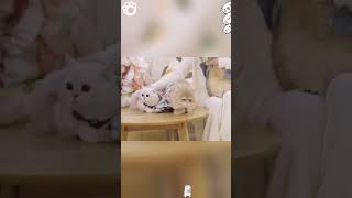 When a cat hears fireworks for the first time foryou funny funnyanimals funnyvideo pets fyp [upl. by Atinej943]