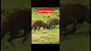 Un bagage de taille wildlife animals hustlemind tiktokviral [upl. by Aelram]