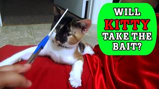 Will She Pounce Calico Kitten’s Adorable Reaction to DIY Toy 🐱 KittenMoments [upl. by Nigem]