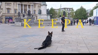 Keepa the German Shepherd  Family protection Dog [upl. by Wilonah537]