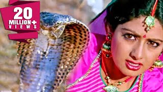 साँपों ने बचाई श्रीदेवी की जान  नगीना  Sridevi Rishi Kapoor  Bollywood Movie Best Scene Nagina [upl. by Nnailuj]