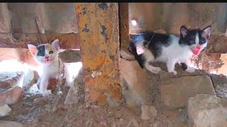 Abandoner Kittens Rescue from Old Building  Rescue Cat ViralVideo Shorts [upl. by Yule]