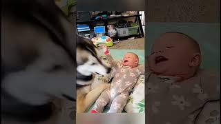 Dogs Being Funny and Cuddly with Babies—Prepare for Heartwarming Overload 🐶👶❤️ [upl. by Breger]