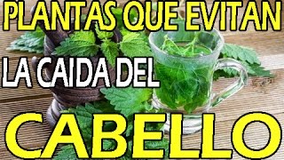 Plantas que Evitan la Caida del Cabello [upl. by Nivel]