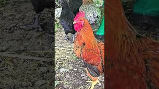 3 Kg Poultry Rooster [upl. by Yenial107]