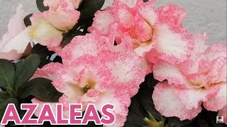 azaleas cuidados en macetas CHUYITO JARDINERO [upl. by Elocn]