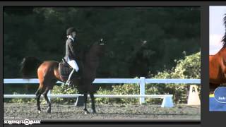 Abby Arabian sport horse nationals dressage ring 1 918 no audio [upl. by Nahguav509]