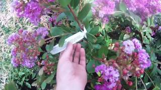 Lagerstroemia indica Eternal Crepe myrtle at Big Plant Nursery in West Sussex UK [upl. by Tarttan]