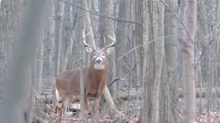 cerf de virginie période du rut part 5 longueuil [upl. by Luttrell]