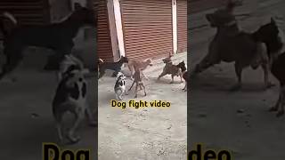 Dog fight video dog doglover animals shortsvideo doglovers tranding [upl. by Yerdna]