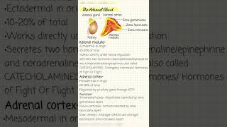 Adrenal glands [upl. by Cochrane]