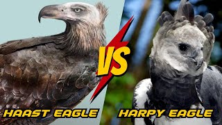 Haast Eagle vs Harpy Eagle An Intriguing Battle of Titans [upl. by Cataldo]