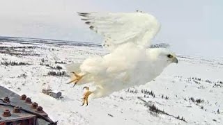 Gyrfalcon Exploreorg March 5 2016 [upl. by Glynnis]