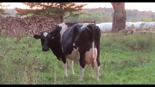 Last Family Night In the Barn Milking Cows September 29 2024 [upl. by Akeihsat]