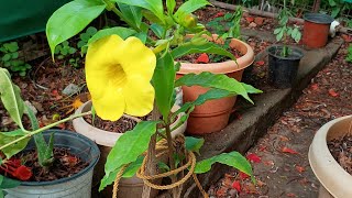 Add Allamanda plants to your garden to get beautiful yellow flowers gardening flowers plant care [upl. by Hairom]