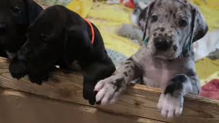 6 week old puppies  Great Danes [upl. by Margarete]