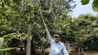 SANDPAPER QUEEN floweringHari Babunatural farming [upl. by Durwood]