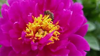 honey bee on purple peony closeup view [upl. by Leuqer]