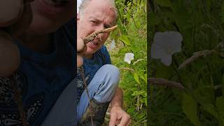 Bindweed calystegia sylvatica invasivespecies permaculture gardening explore adventure [upl. by Assetak]