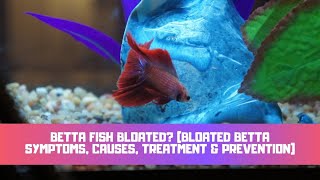 Betta Fish Bloated Bloated Betta Symptoms Causes Treatment amp Prevention [upl. by Lewie]