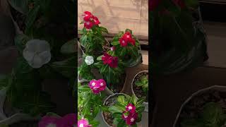 Noyontara tamil bgm music song love nature gardenseries tamilbgm gardening [upl. by Wellesley]