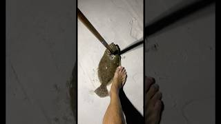 Flounder gigging on foot [upl. by Alo]