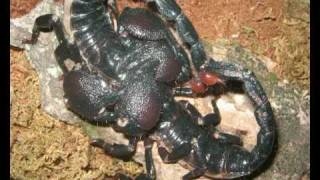 Pandinus Imperator Mating [upl. by Drummond]