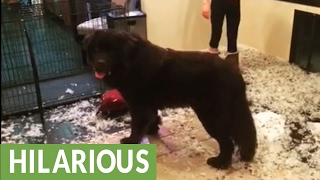 Newfoundland puppy makes gigantic living room mess [upl. by Airres]