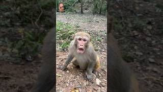 Only monkey funny video  bandar funny comedy bandar [upl. by Eked]