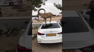 Mountain Goat doesnt give a heck about your car [upl. by Gilles]