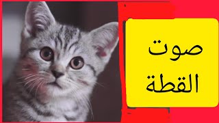 مواء القطط  صوت قطة  مواء قطة أليفة  أصوات الحيوانات  Cats meow [upl. by Gudrun]