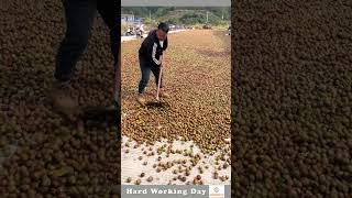 The Process Of Drying Walnuts [upl. by Tierney]