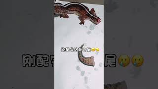 你干嘛哎哟😭😭😭 reptiles cute pets gecko animals [upl. by Neelrad]