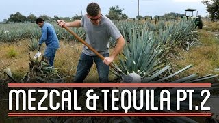 Harvesting Agave 23  How to Brew Mezcal and Tequila [upl. by Mario]