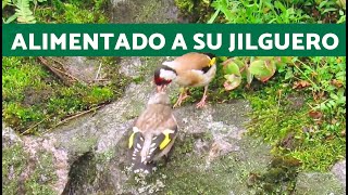 Polluelo de JILGUERO esperando a ser ALIMENTADO 🐤 Jilguero en LIBERTAD [upl. by Naillimixam816]