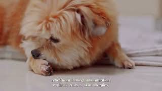 Dog skin problems hair fall and itching petmedicine petcare doglover pets vetmedicine [upl. by Asle]