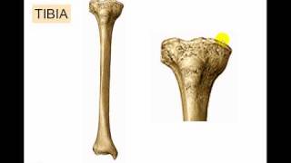 Osteologia de miembro inferior 6 [upl. by Meras]