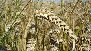 Wheat  Wikipedia audio article [upl. by Nager]