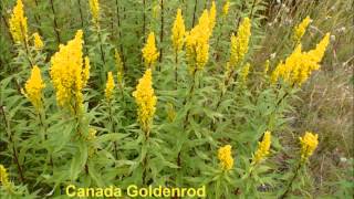 Solidago canadensis [upl. by Elata]