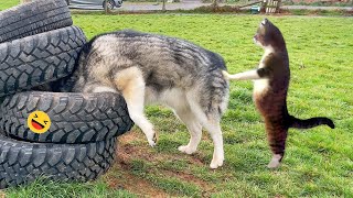 Funny Dogs And Cats Videos 2023 😅  Best Funniest Animal Videos Of The week 2 [upl. by Pius500]