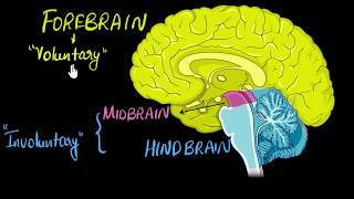 Brain Parts amp functions Fore mid amp hind  Control amp Coordination  Biology  Khan Academy [upl. by Fredenburg447]