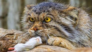 MANUL is a rare vicious wild mountain cat And it is the MOST FURIOUS member of the family [upl. by Emawk]