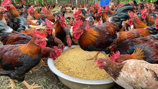 The process of raising native chickens from 1 day old to adulthood  chicken farm [upl. by Ettenowtna]