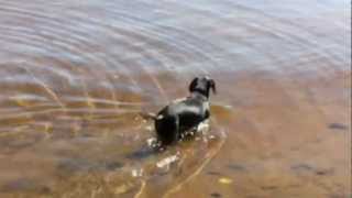 Crusoe Gets a Head Start at Fishing  Dachshund Fishing [upl. by Gustave]