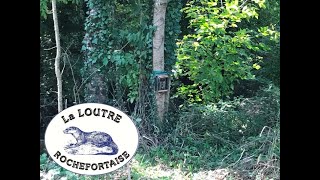 Loutre Rochefortaise Oct 2024 [upl. by Gratianna]