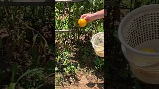 Harvesting Lemon Boy Tomatoes [upl. by Aek]