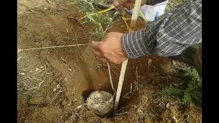 How to plant an olive treeΠώς φυτευουμε μια ελιά [upl. by Charbonneau]